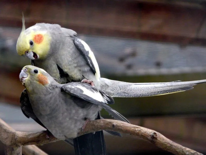 Two cockatiels mating, with the male on top of the female.