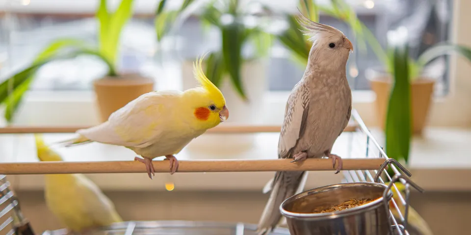 Two cockatiels on perch in cage