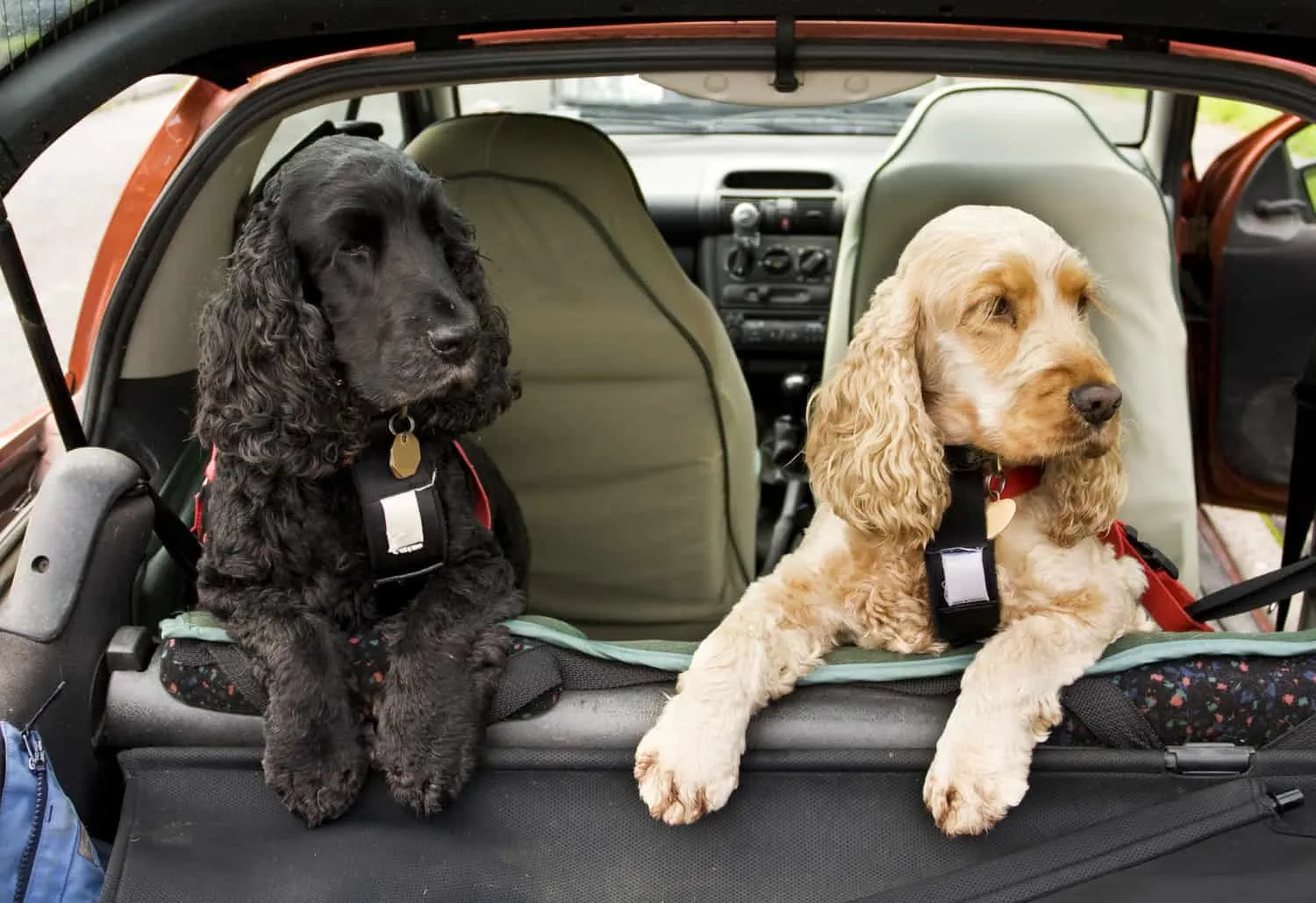 Two Cocker Spaniel dogs happily looking from the back seat of a car, secured in harnesses.