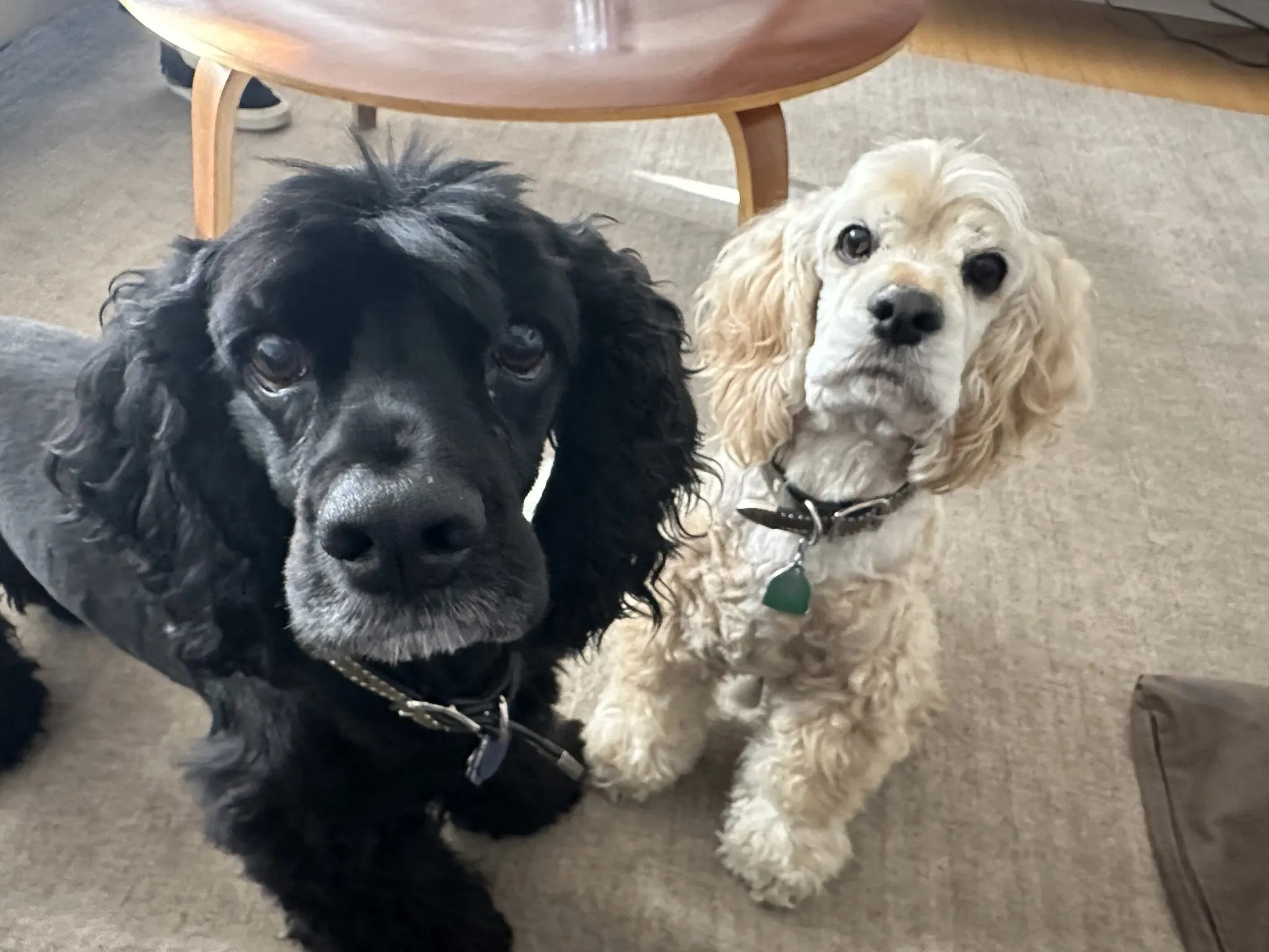 Two Cocker Spaniel dogs, Luca and Rio, sitting calmly indoors.