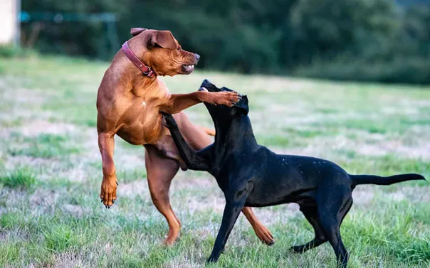 Two dogs engaged in a tense interaction, one growling at the other, showing dominant postures