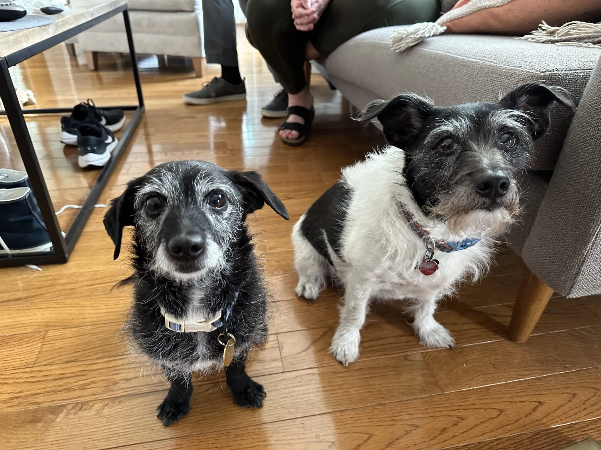 Two dogs, Hugo and Barnaby, in a home setting, with one dog in a sit-stay position during a training session.