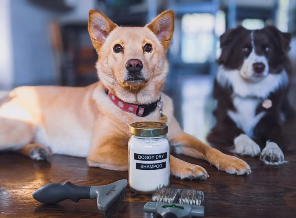 Two dogs, one light-colored and one dark-colored, lying on a blanket with a jar of homemade dry shampoo in the foreground.