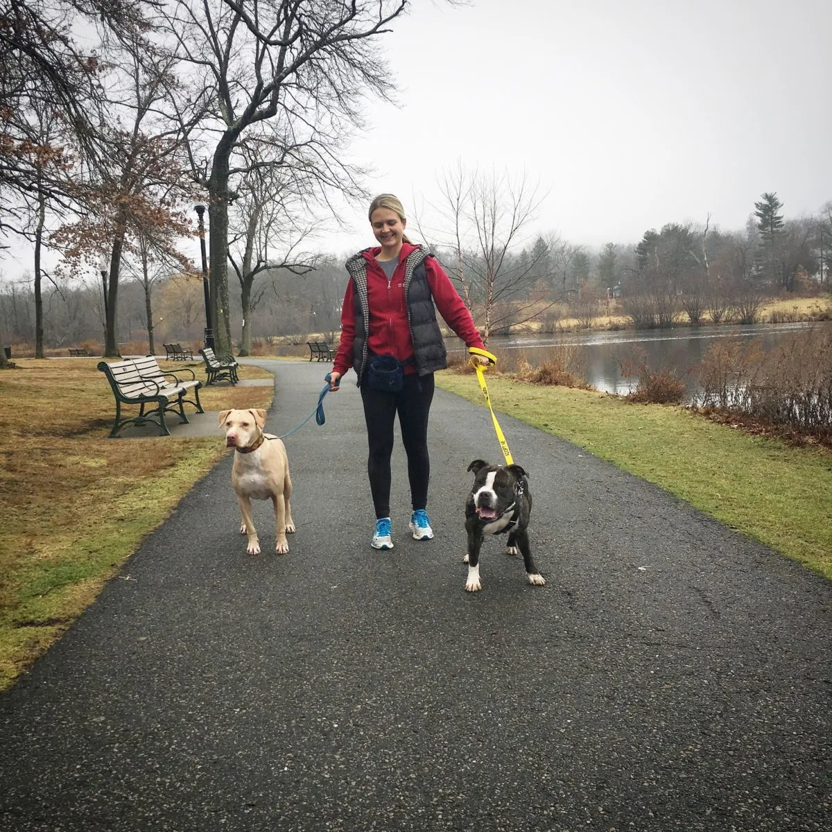 Two dogs, one light-colored and one dark-colored, walk calmly on leashes with their handler on a paved path