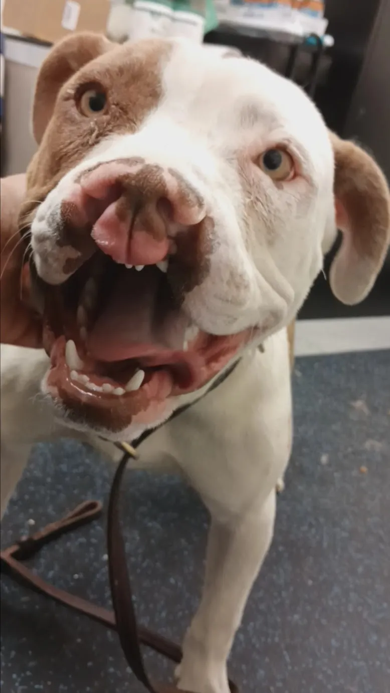 Two dogs, one looking directly at the camera with soft, relaxed eyes, and another with similarly soft eyes, indicating contentment.