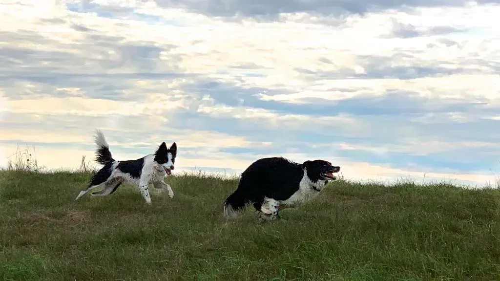 Two dogs running and playing together in a field