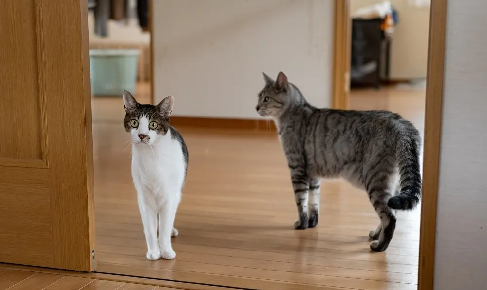 Two domestic cats walking past each other in a home, representing the social interactions within a multi-cat household.