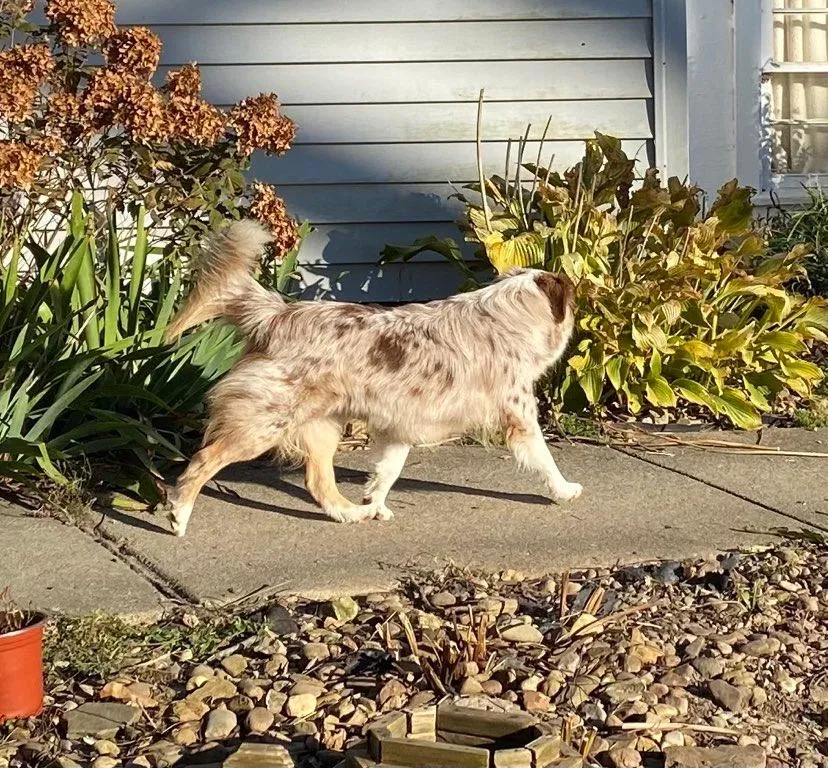 Two energetic blue merle mini aussie puppies with their tails