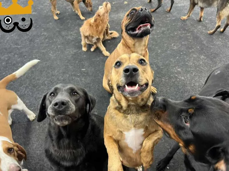 Two friendly dogs playing and running in a grassy outdoor area