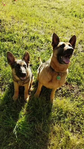 Two German Shepherd dogs, one adult and one puppy, playing together outdoors