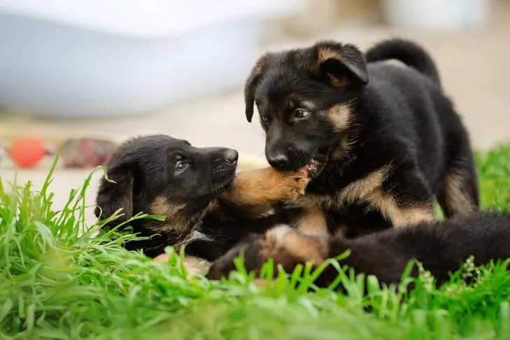 Two German Shepherd puppies playfully wrestling in green grass, representing natural dog interaction.