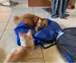 Two ginger Maine Coons playing on a bag on kitchen floor