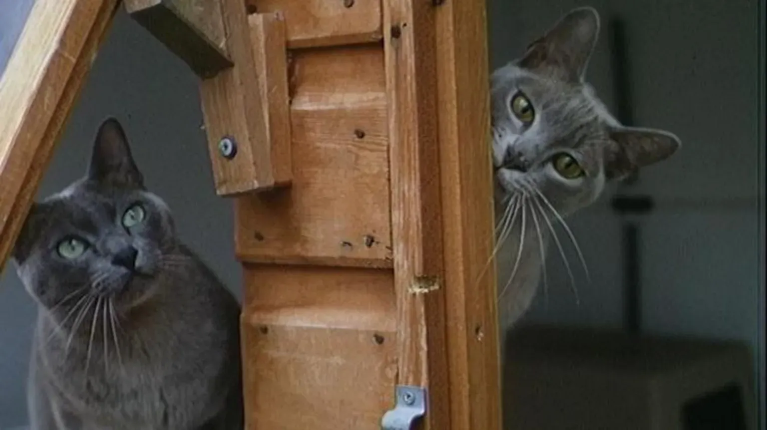 Two grey cats cautiously peer from either side of a wooden piece of furniture, representing the many animals in need of care.