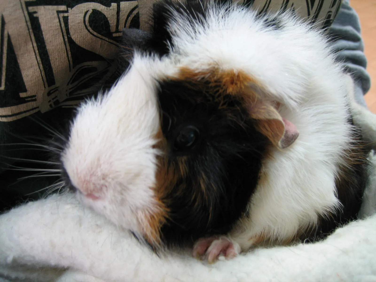Two guinea pigs in a spacious enclosure, one standing near a water bottle, the other nestled in soft bedding.