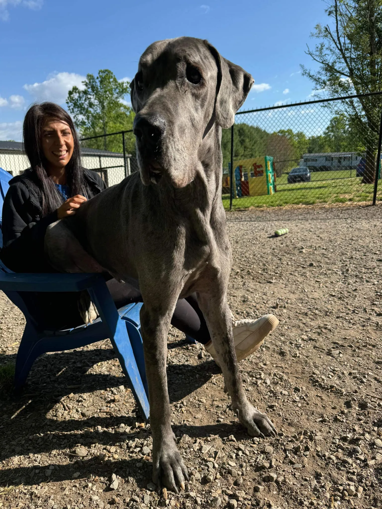 Two happy dogs are enthusiastically playing together on a grassy outdoor area at a dog resort.