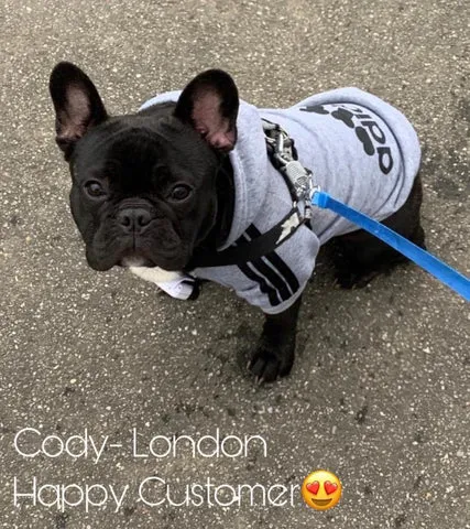 Two happy dogs, one wearing an Adidog hoodie, enjoying playtime outdoors