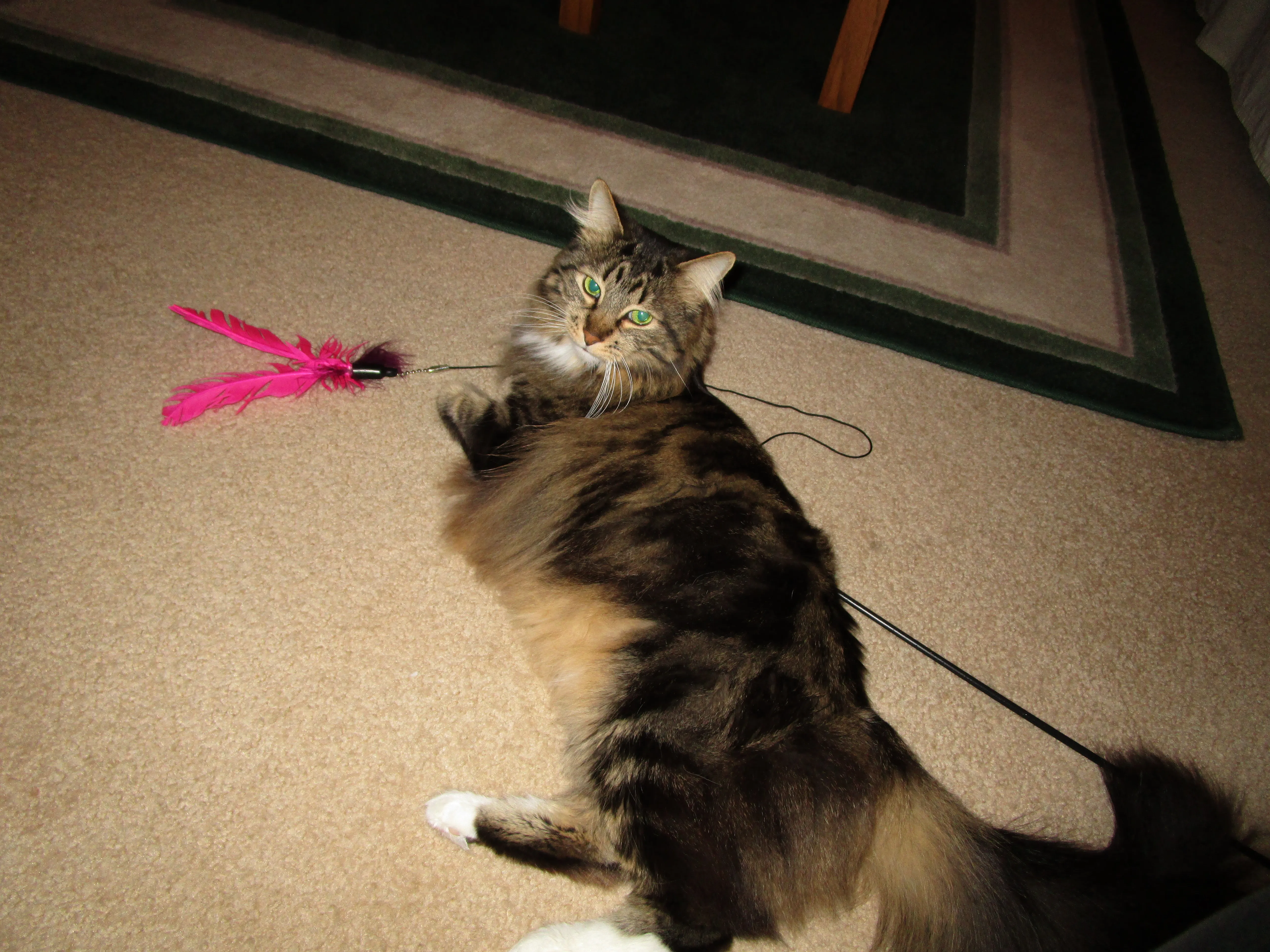 Two happy dogs sitting together, enjoying their time with their caregivers