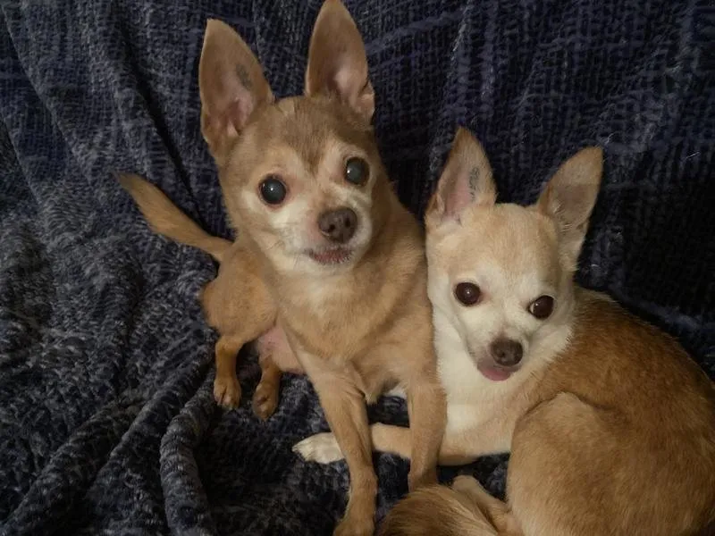 Two happy small chihuahua dogs eagerly anticipating their treats.