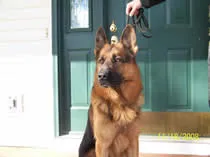Two healthy Kolenda Kennels German Shepherds enjoying their spacious exercise run