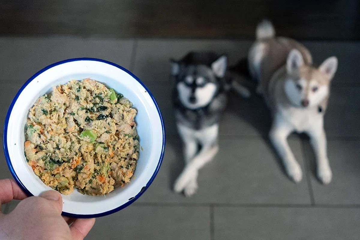 Two Klee Kai dogs, Copper and Skye, waiting patiently for their meal