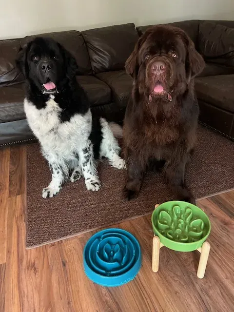 Two large dogs eating from individual raised dog bowls at a feeding station.