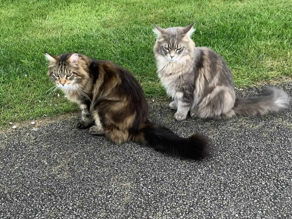 Two Maine Coon cats sat next to each other