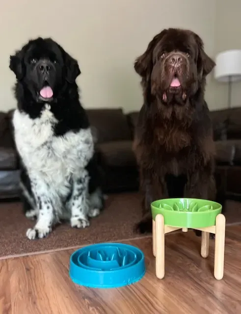 Two majestic Newfoundland dogs calmly sitting in front of their raised feeding bowls.