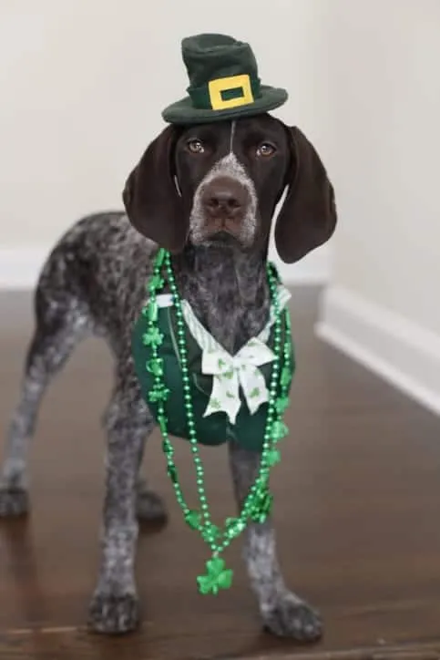 Two Manx kittens playing together