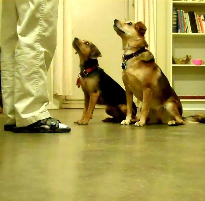 Two mixed breed dogs performing a sit stay in front of their trainer looking up attentively