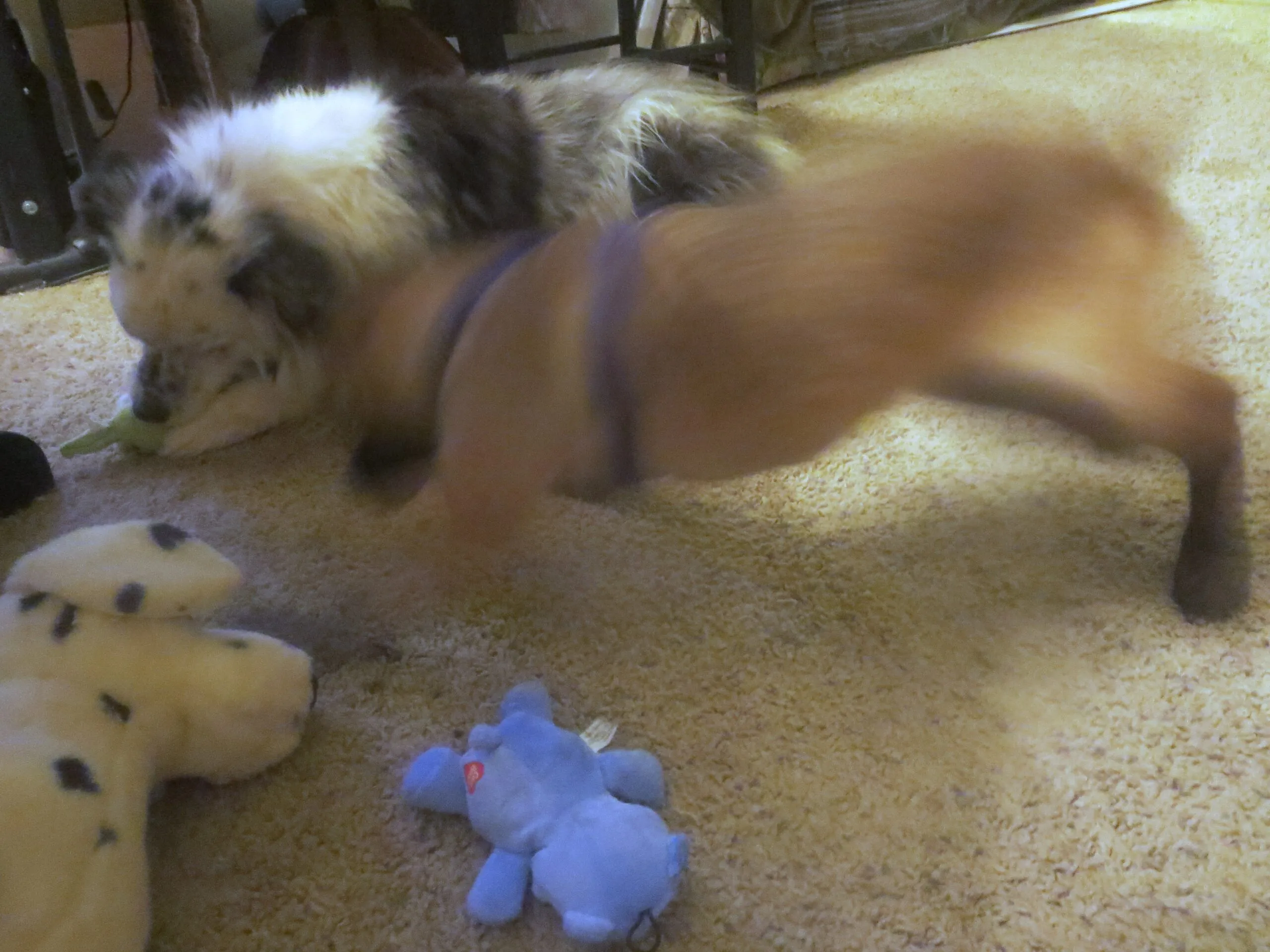Two playful puppies, River and Merlin, mid-zoomies in an indoor setting.