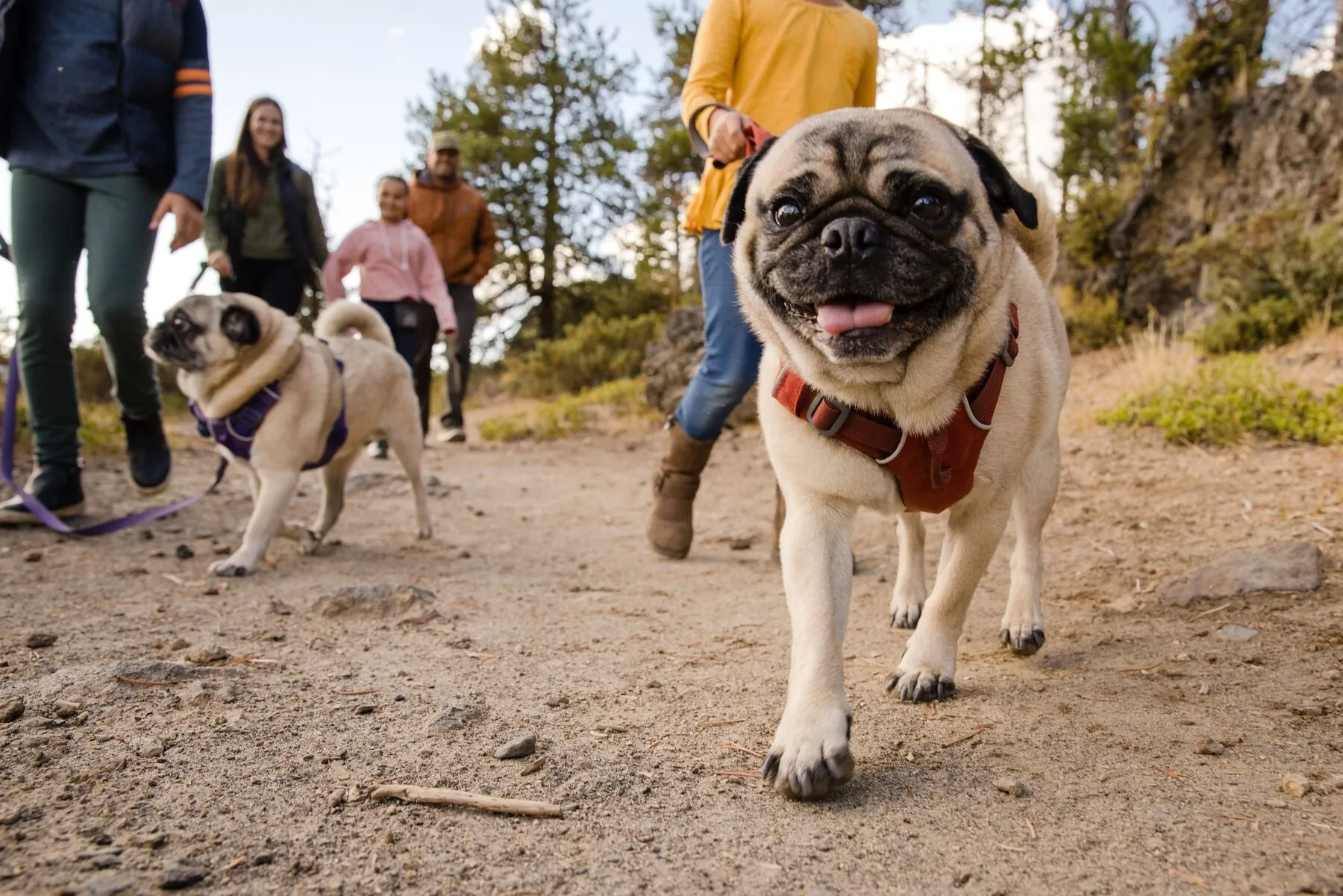 Two pugs wearing Front Range harnesses on a walking trail
