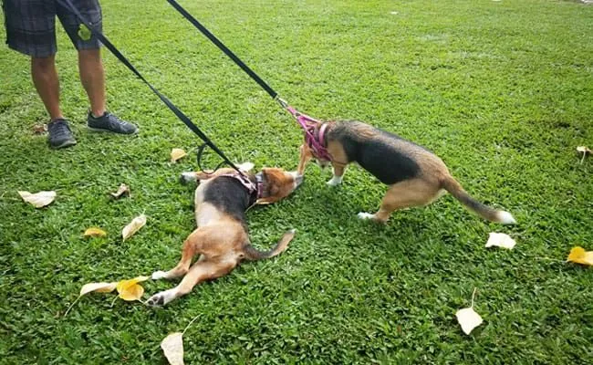 Two puppies on leashes, one sits looking away while the other pulls slightly, on a grassy path.