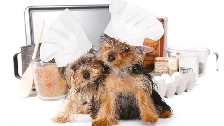 Two puppies wearing chef hats, looking at a bowl of food.