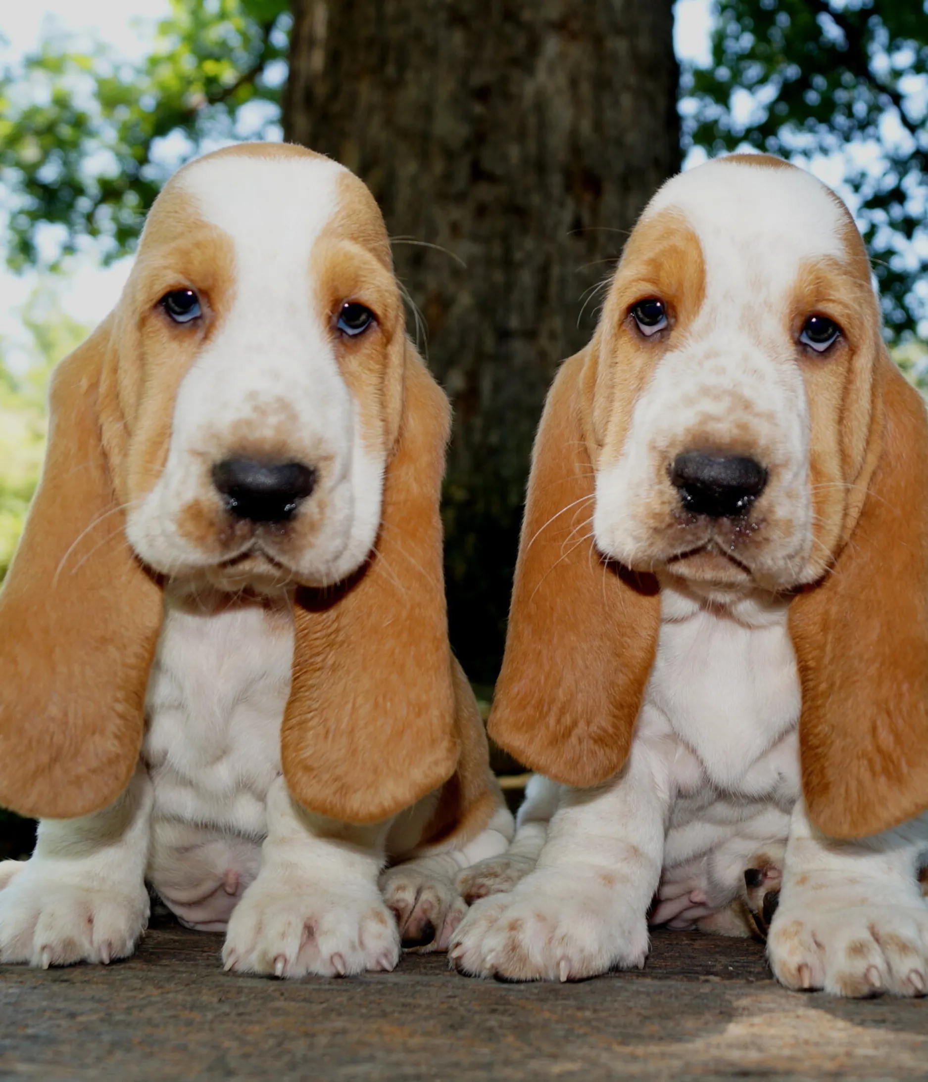 Two tan and white Basset Hound puppies cuddling