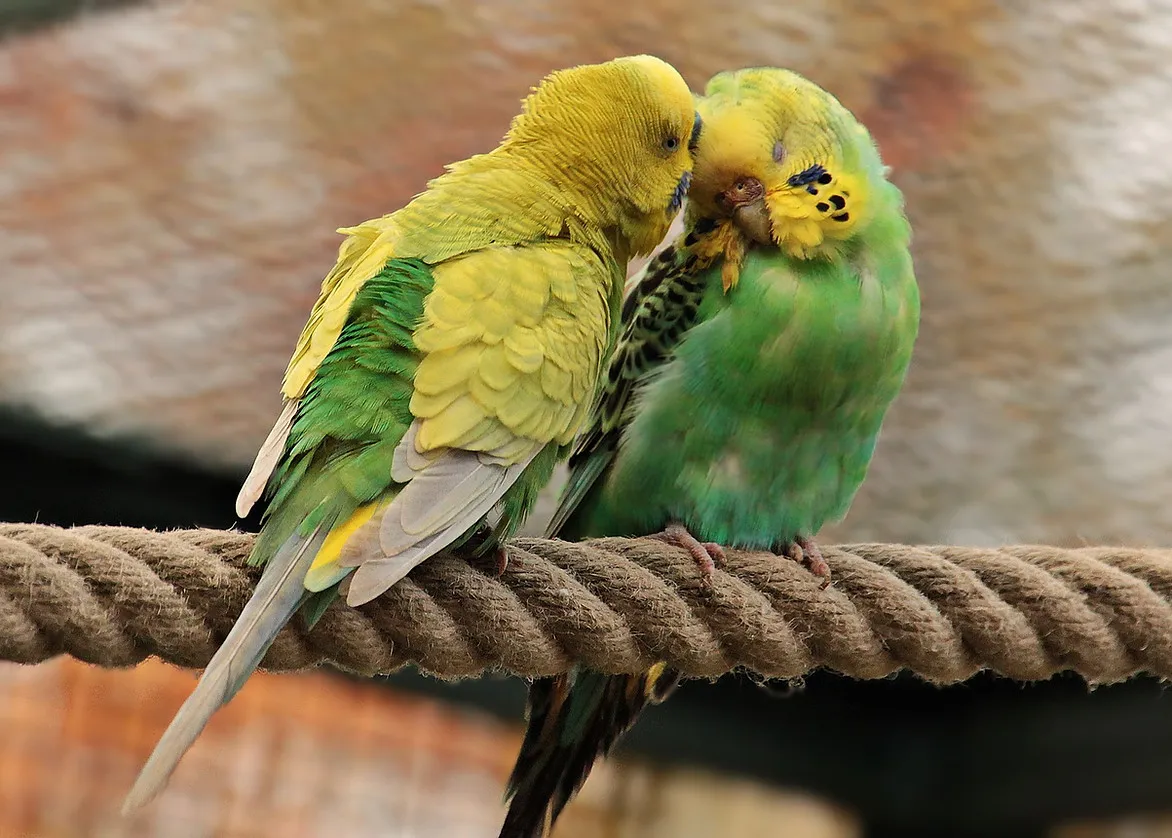 Two vibrant budgerigars perched together, showcasing their social nature.