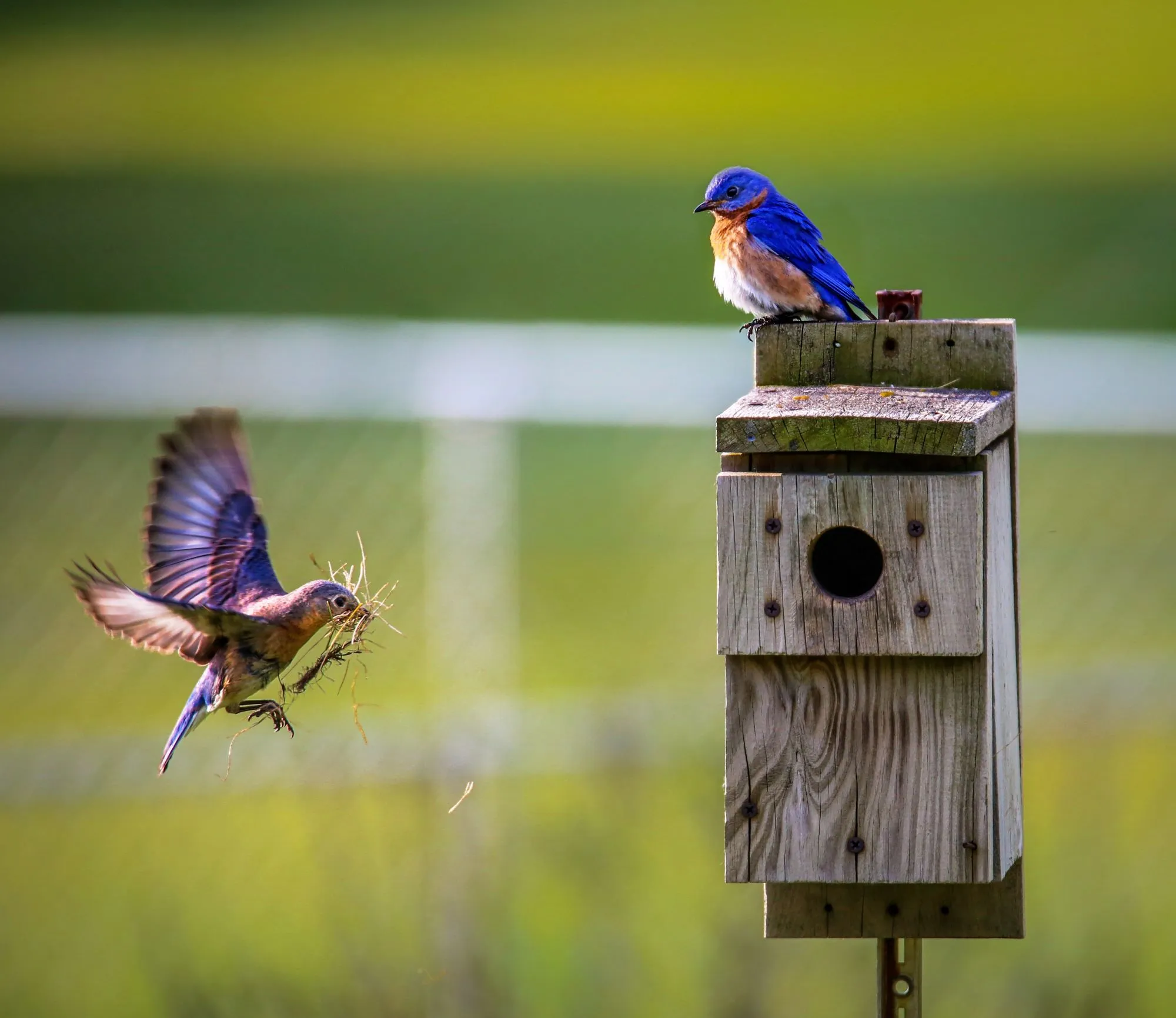 Two Western Bluebirds prepare a nest box for the nesting season outside, an alternative nesting spot.