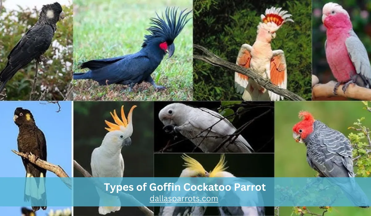 Types of Goffin Cockatoo Parrot variation showcasing white and subtle plumage differences