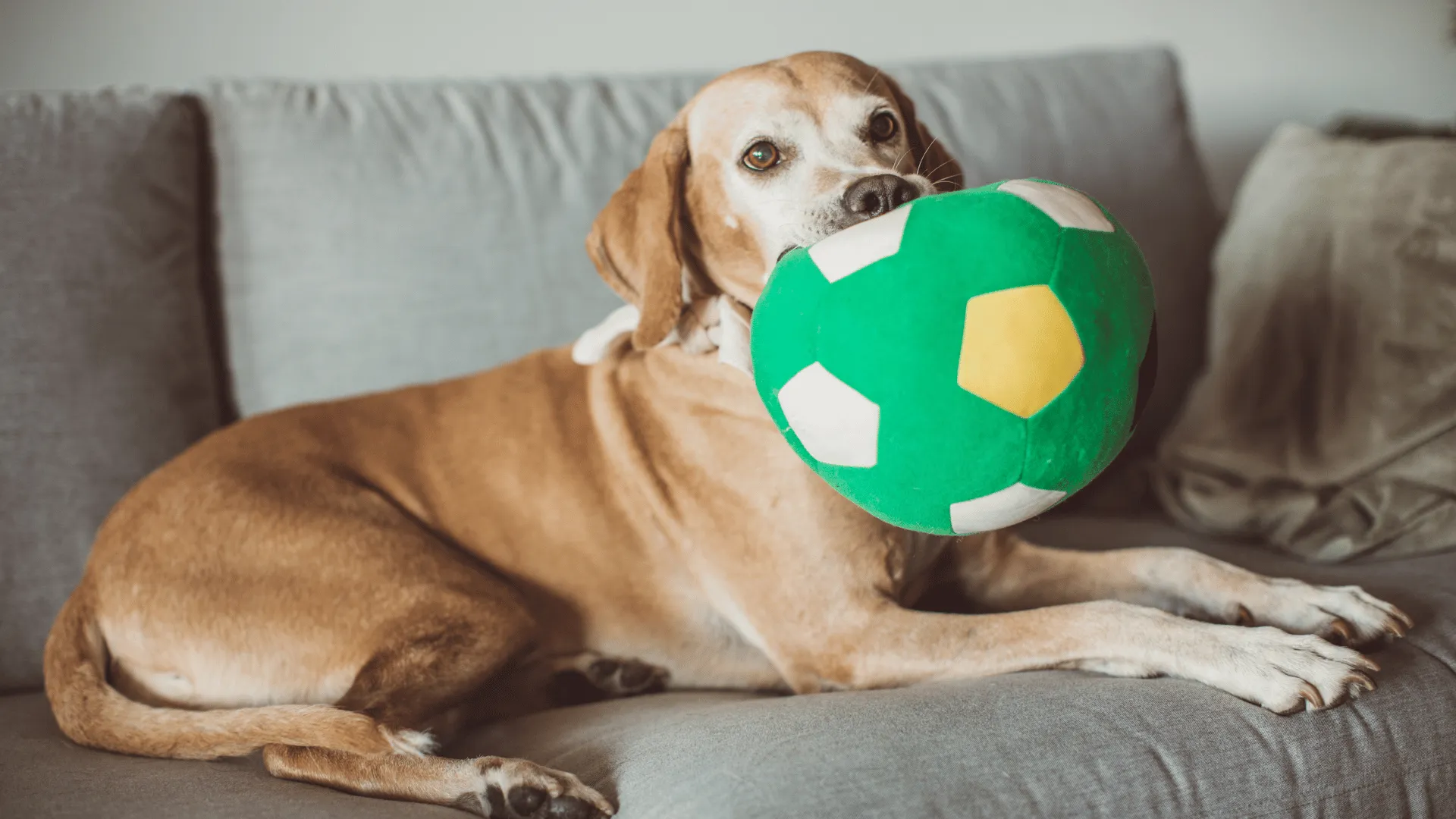 Types of Pet Sitting Services