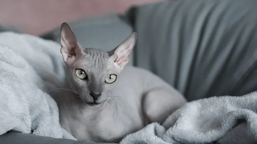 Unique hairless Sphynx cat showing warm personality
