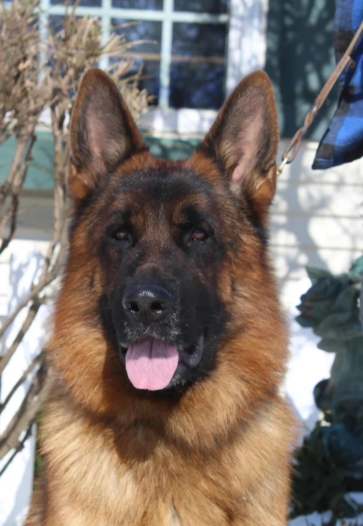 V Furst Finnley von den Lahnhohoe, an impressive German Shepherd from Michigan