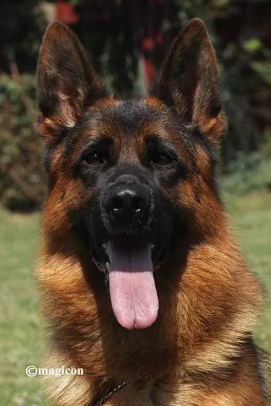 V Lary aus Wattenscheid IPG3, a German Shepherd showing its impressive front profile