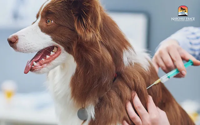 Vaccines for preventing kennel cough