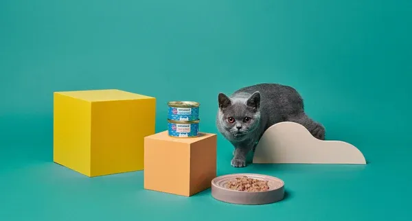 Variety of fresh meat-based cat foods appealing to blue-coated breeds