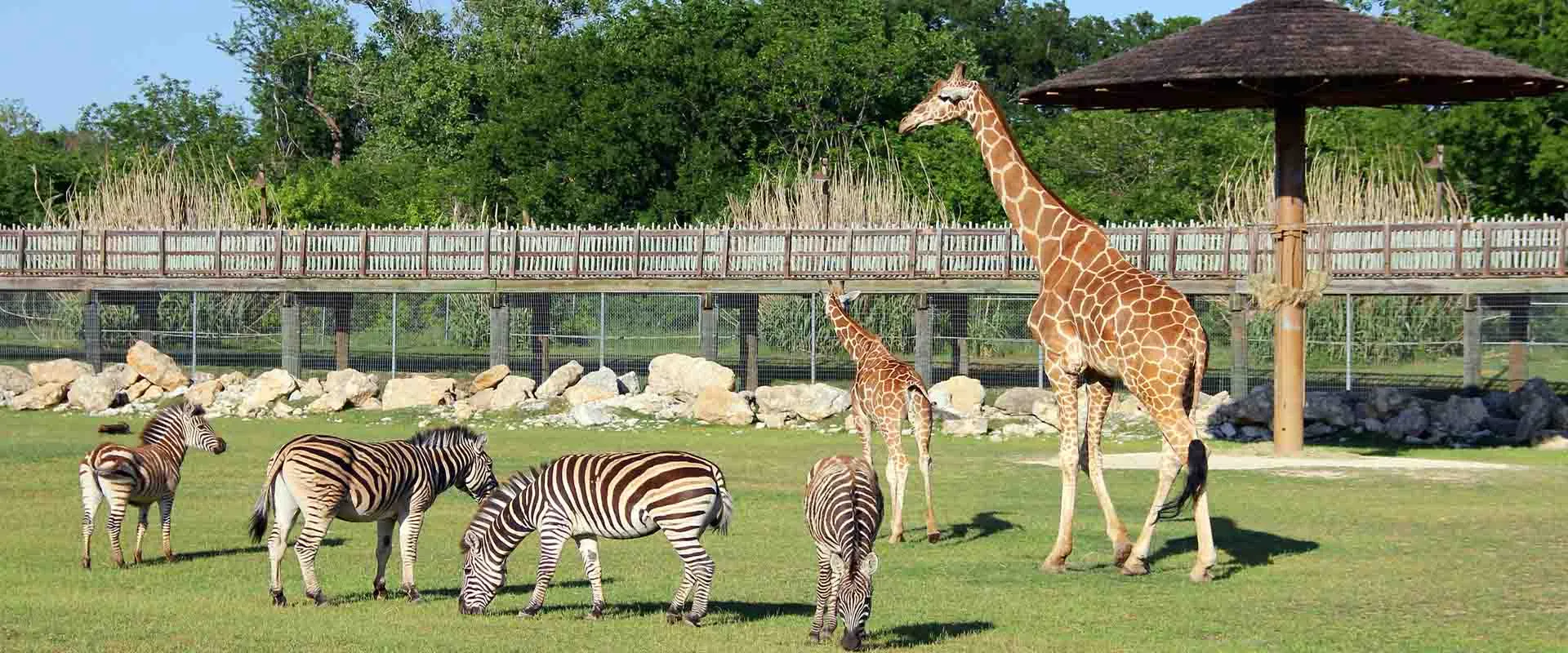 Various animals, including a zebra and giraffes, are shown in an open savanna, representing a diverse animal inventory