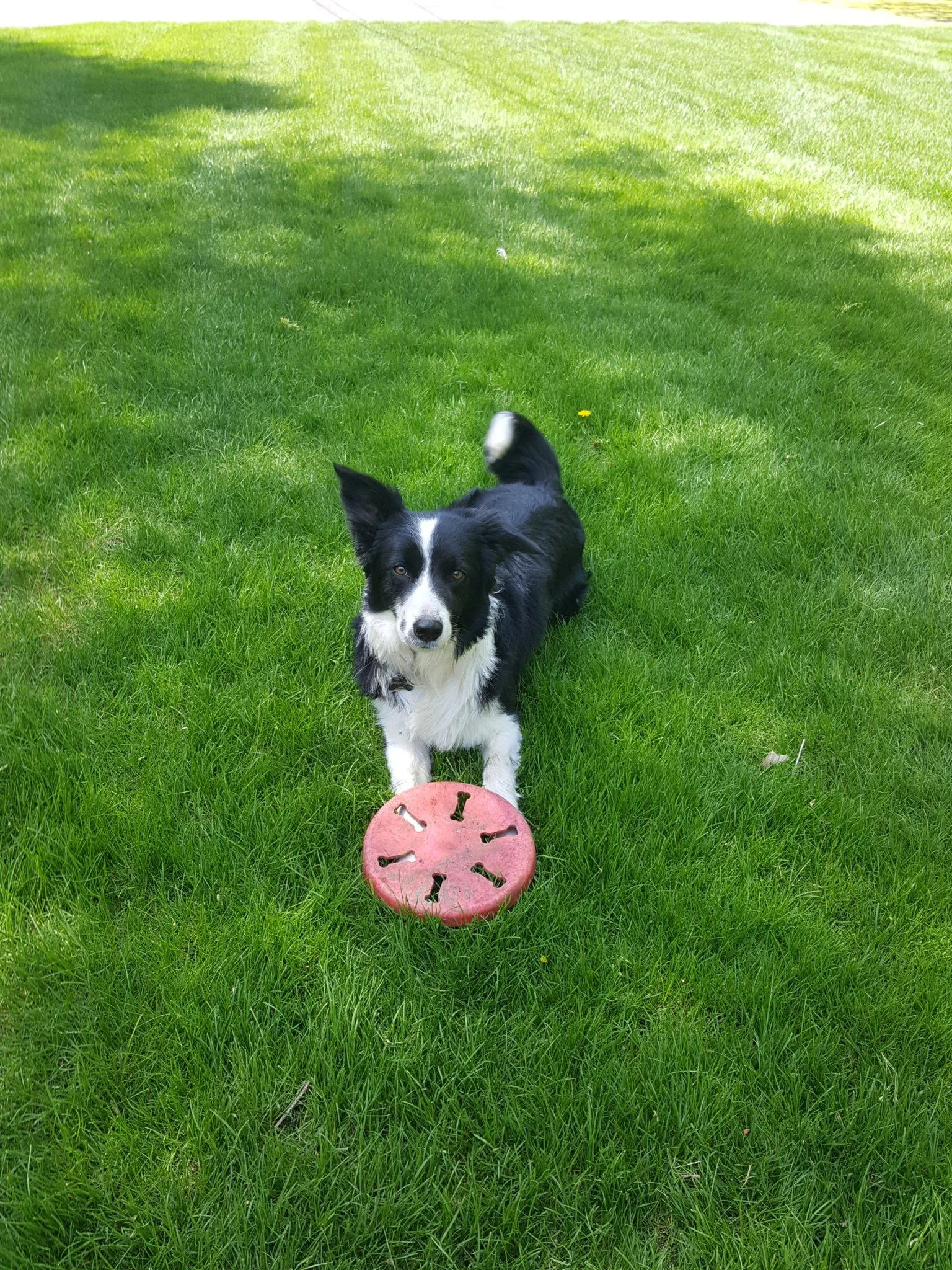 Vega spotted in tall grass during the park search