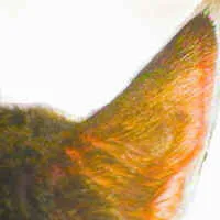 Vein location on cat's ear for safe blood glucose testing in feline diabetes