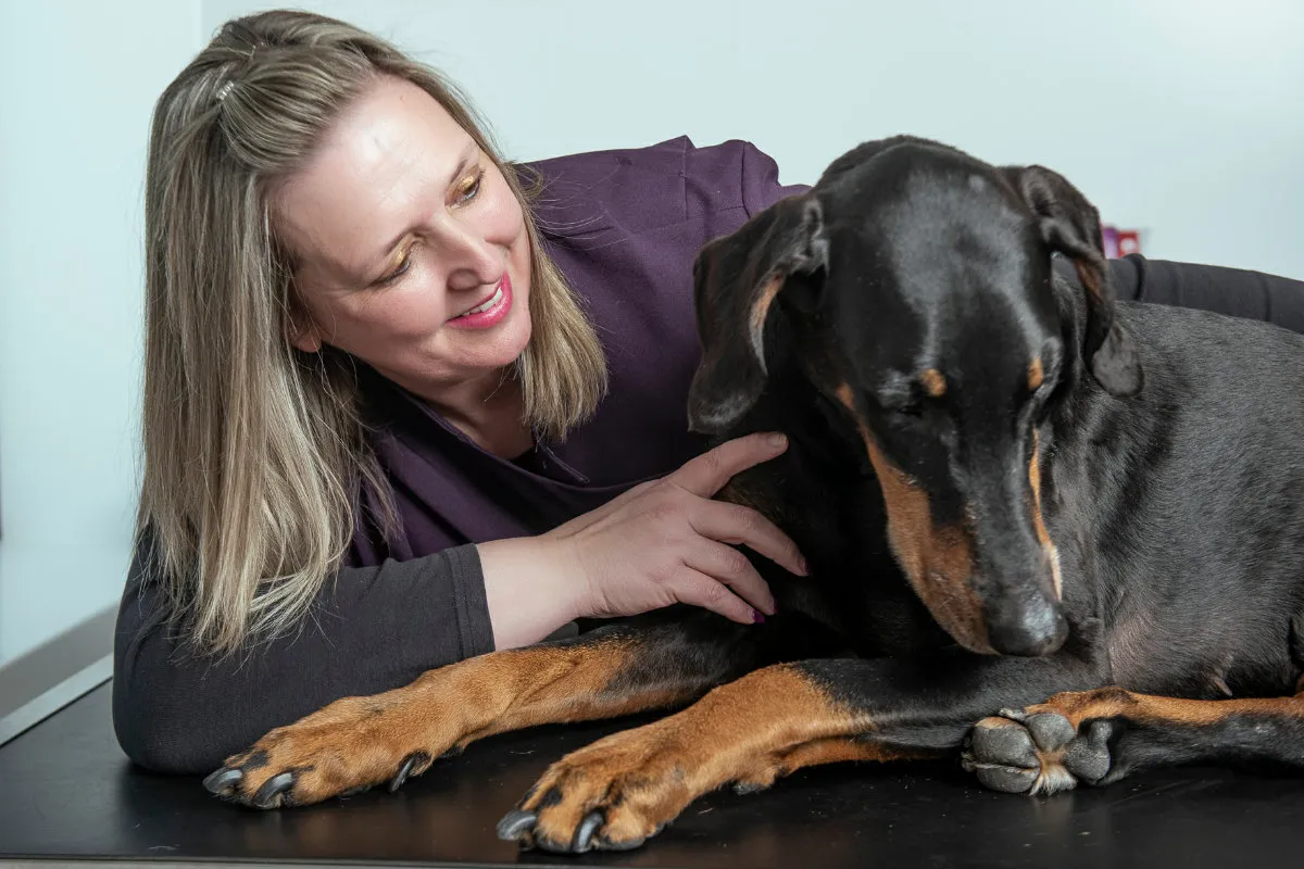 Vet examining the side of a dog