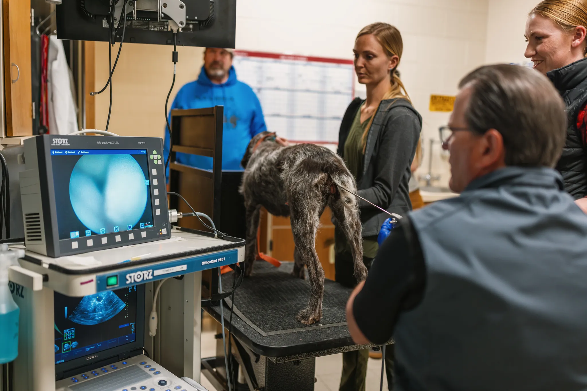 Vet performing transcervical insemination on dog