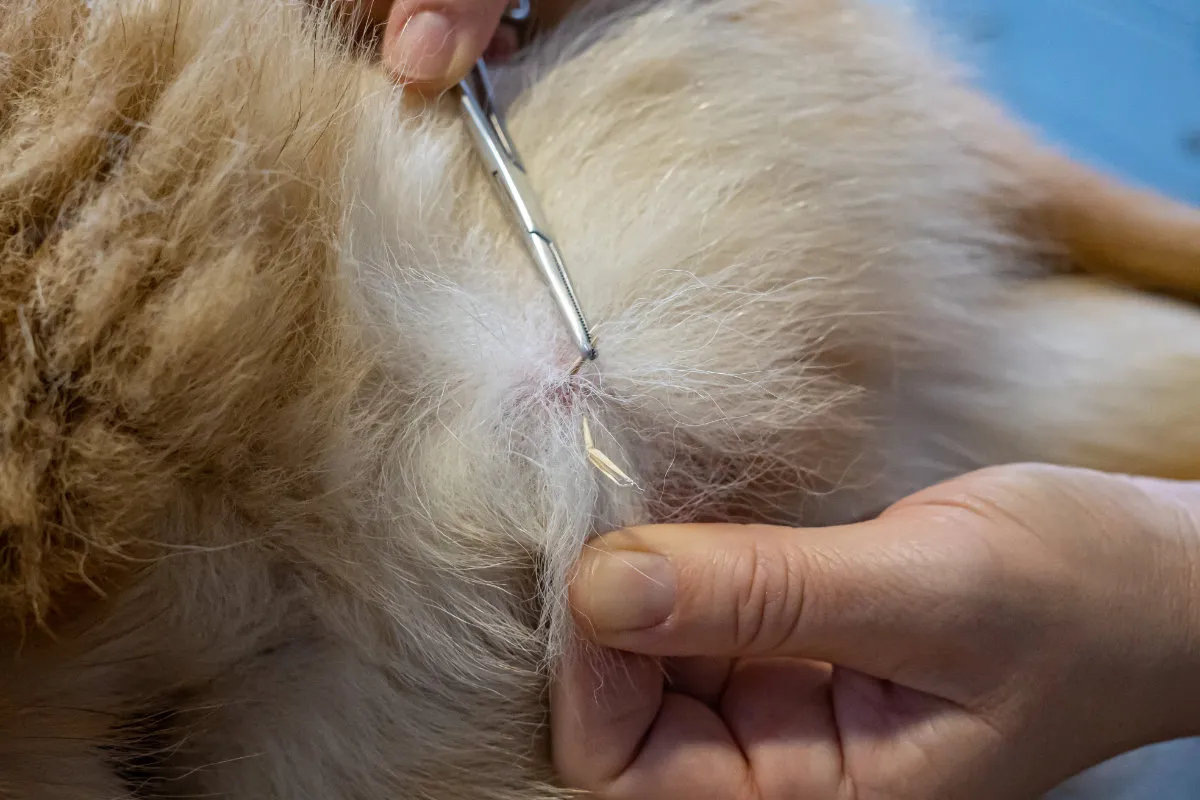 Vet pulling out grass seed from dog's fur