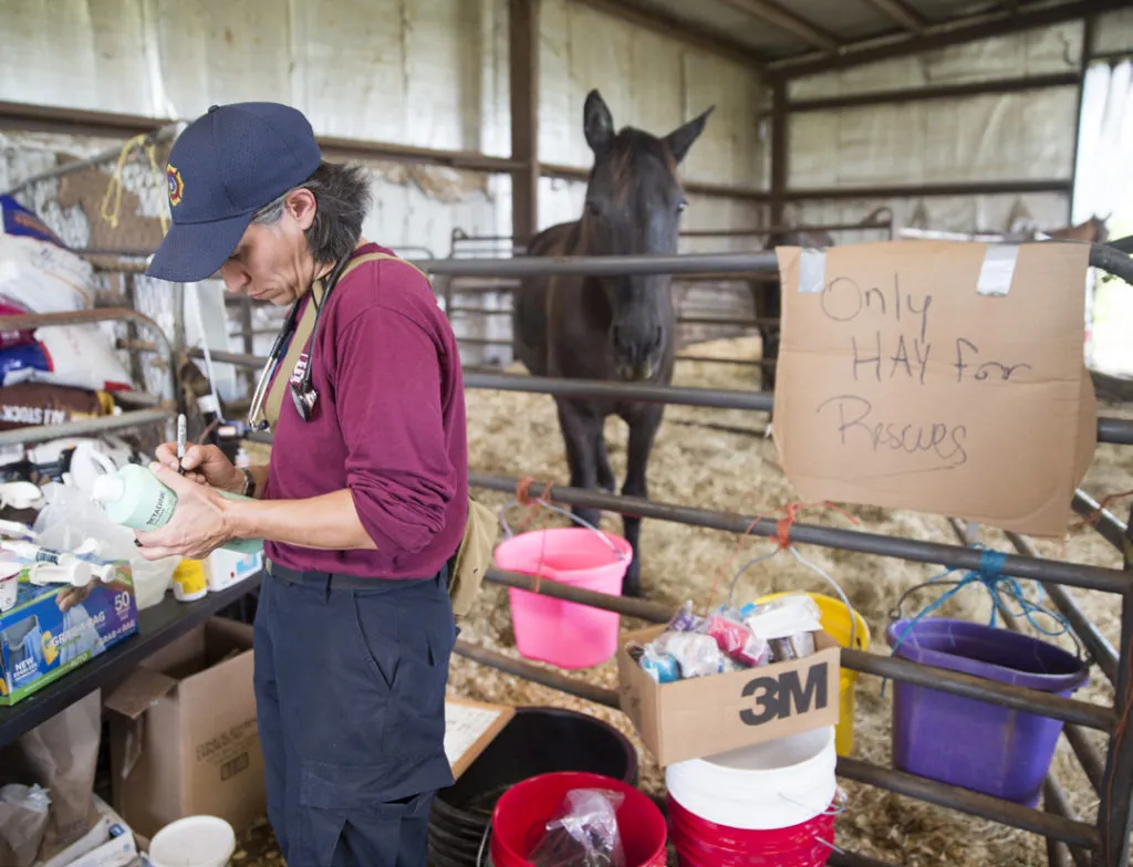 Vet team member with horse during a training exercise